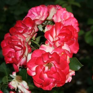 Meet your Posher, Steve